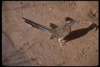 : Geococcyx californianus; Greater Roadrunner