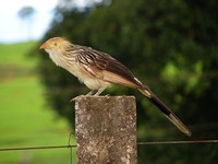 : Guira guira; Anu-branco, Guira Cuckoo