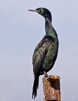 : Phalacrocorax pelagicus; Pelagic Cormorant