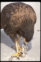 : Phalcoboenus australis; Striated Caracara