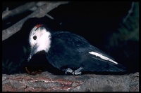 : Picoides albolarvatus; White-headed Woodpecker