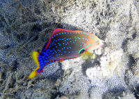 : Coris gaimard; Yellowtail Coris Wrasse