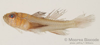 : Priolepis compita