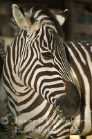 : Equus burchelli ssp. boehmi; Grant's Zebra