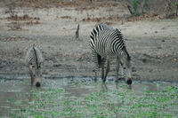: Equus burchelli crawshayi; Crawshay's Zebra