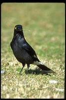 : Strepera graculina; Pied Currawong