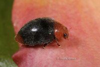 : Cryptolaemus montrouzieri; Mealybug Destroyer