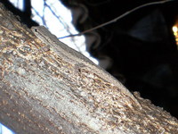 : Lygodactylus klugei