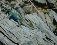 : Sceloporus occidentalis; Western Fence Lizard