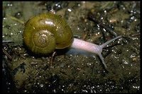 : Haplotrema vancouverense; Snail