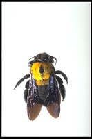 : Xylocopa sp.