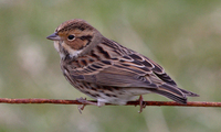 Little Bunting Photograph by Mark Breaks