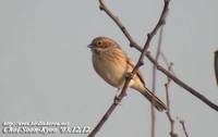 Fig. 23.Pallas's Reed Bunting : 북방검은머리쑥새