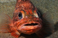 Blåkæft (Helicolenus dactylopterus)