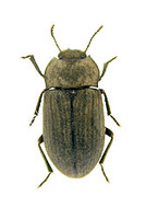 ヒメスナゴミムシダマシ 1 ex. Gonocephalum persimile