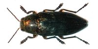 Buprestis haemorrhoidalis