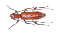 Obrium cantharinum cantharinum