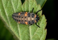 Coccinella septempunctata septempunctata