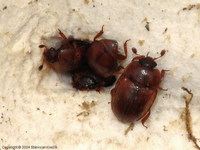 Pocadius ferrugineus