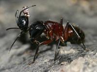 Camponotus