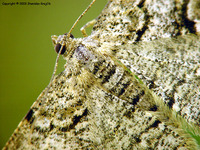 Alcis repandata - Mottled Beauty