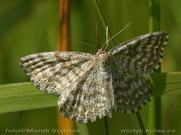 Scopula immorata - Lewes Wave