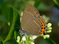 Satyrium pruni - Black Hairstreak