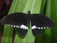 Papilio polytes - Common Mormon