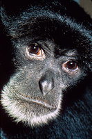 Siamang (Symphalangus syndactylus)