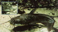 Ameiurus nebulosus, Brown bullhead: fisheries, aquaculture, gamefish