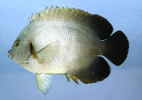 Centropyge vrolikii, Pearlscale angelfish: fisheries, aquarium