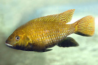 Tilapia guinasana, Otjikoto tilapia: aquarium