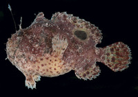 Antennarius rosaceus, Spiny-tufted frogfish: fisheries