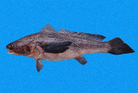 Paralonchurus petersii, Peters' banded croaker: fisheries