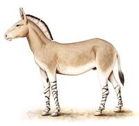 Image of: Equus asinus (ass)