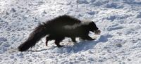 Image of: Mephitis mephitis (striped skunk)