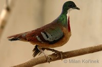 Gallicolumba crinigera - Mindanao Bleeding-heart dove