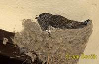 Cuculus canorus - Common Cuckoo