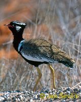 Afrotis afraoides - White-quilled Bustard