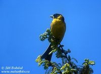 Emberiza melanocephala - Black-headed Bunting