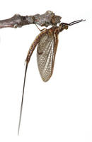 Image of: Hexagenia