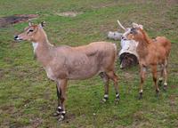 Boselaphus tragocamelus - Nilgai