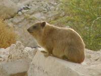 Dendrohyrax arboreus - Southern Tree Hyrax