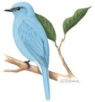 Image of: Eumyias thalassinus (Asian verditer flycatcher)