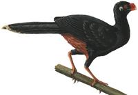 Image of: Mitu mitu (Alagoas curassow)