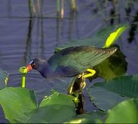 Image of: Porphyrio martinica (purple gallinule)