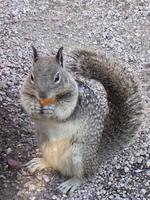 Sciurus carolinensis - Eastern Gray Squirrel