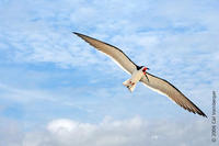 Image of: Rynchops niger (black skimmer)