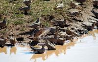 Image of: Syrrhaptes paradoxus (Pallas's sandgrouse)