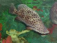 Image of: Cromileptes altivelis (humpback grouper)